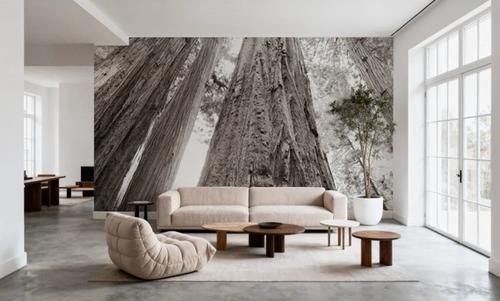 Ancient Redwood Forest