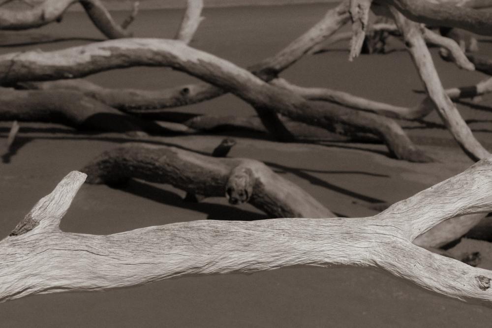Georgia Driftwood