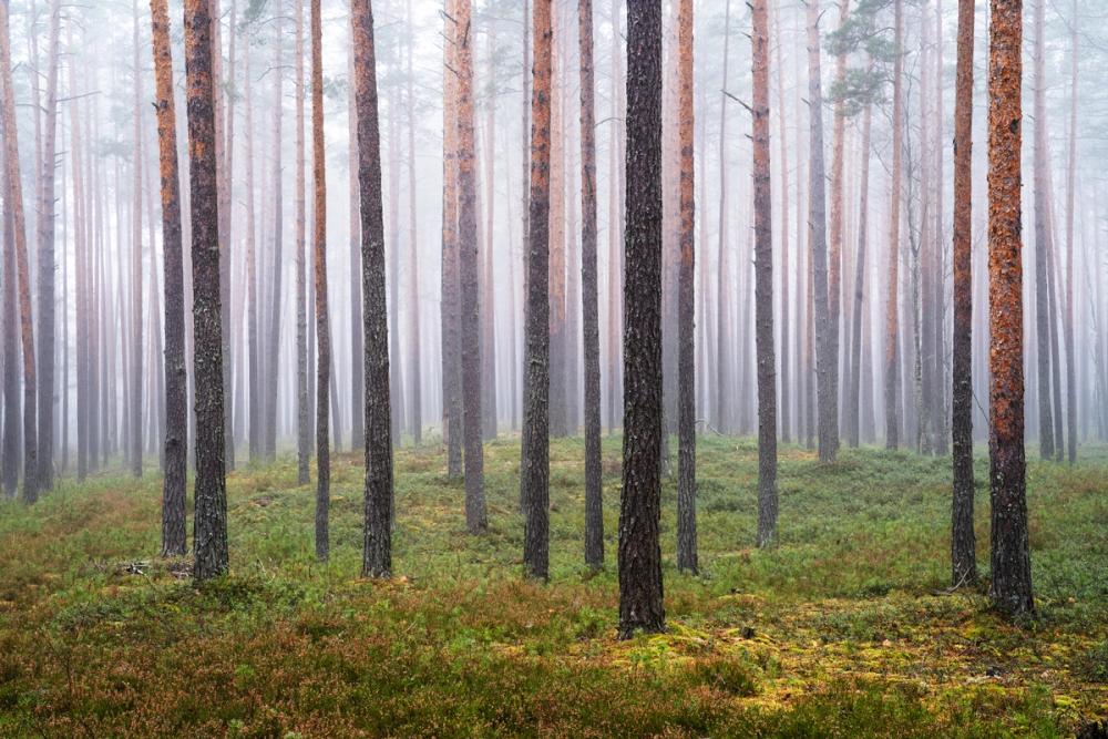 Hide and Seek Forest