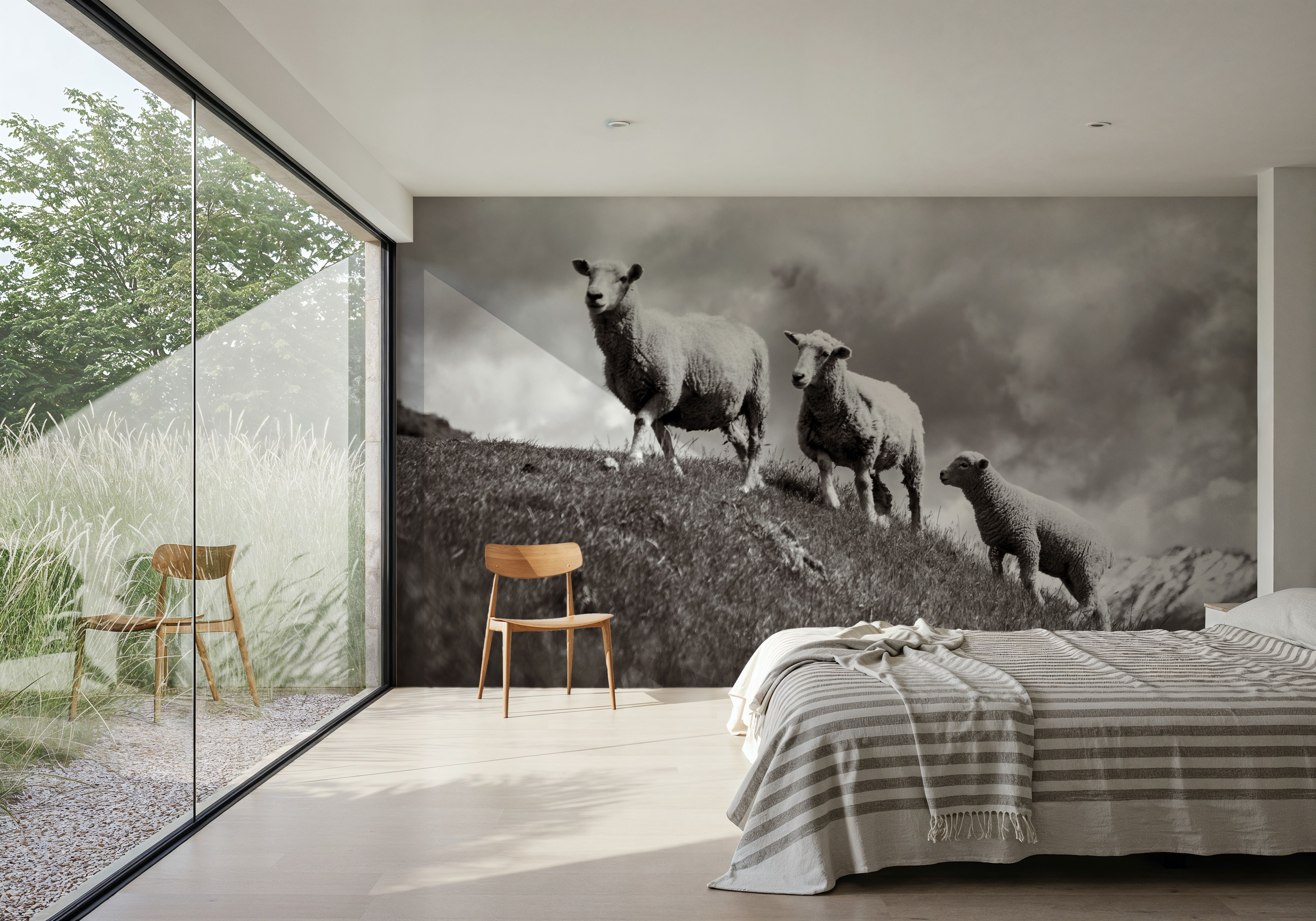 Wanaka Sheep IV