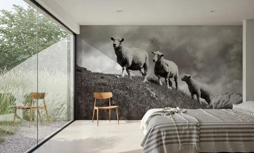 Wanaka Sheep IV