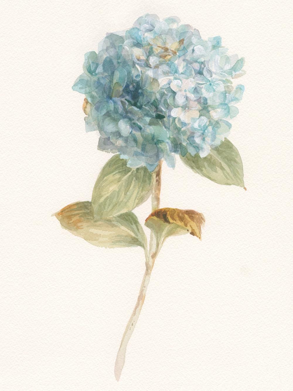 Garden Hydrangea