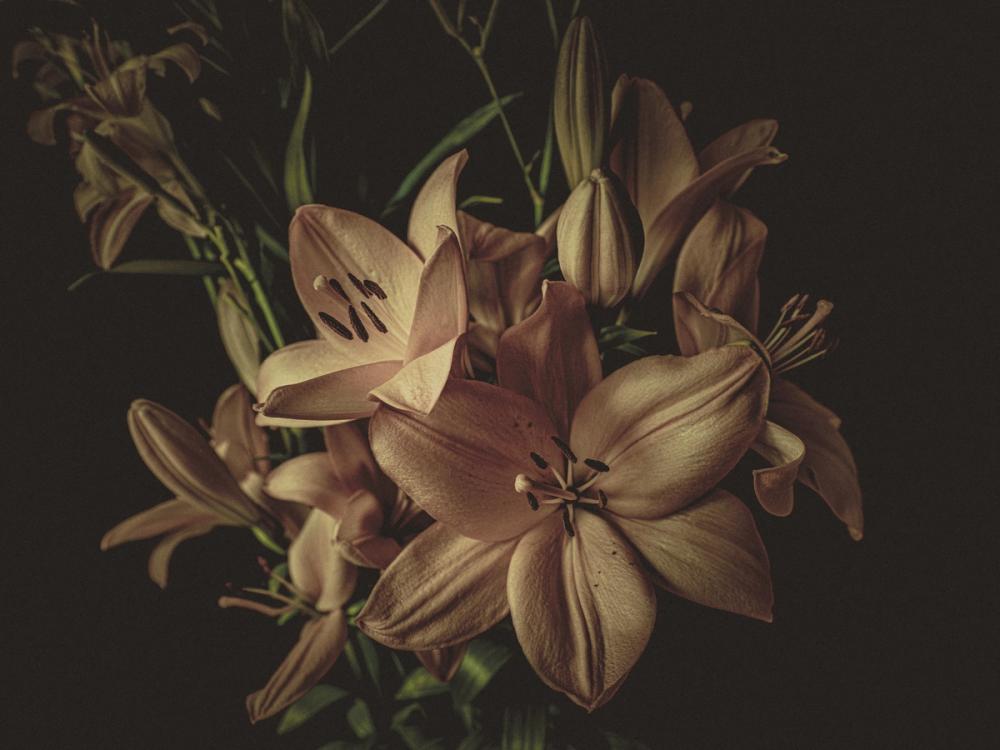 Golden Brown Lilies