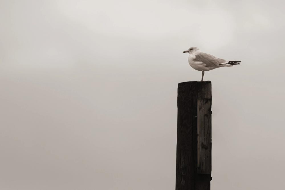Watching the rain Fall