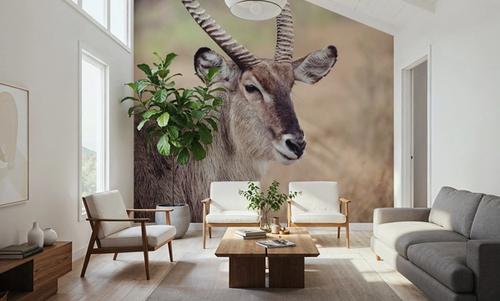 Waterbuck Portrait