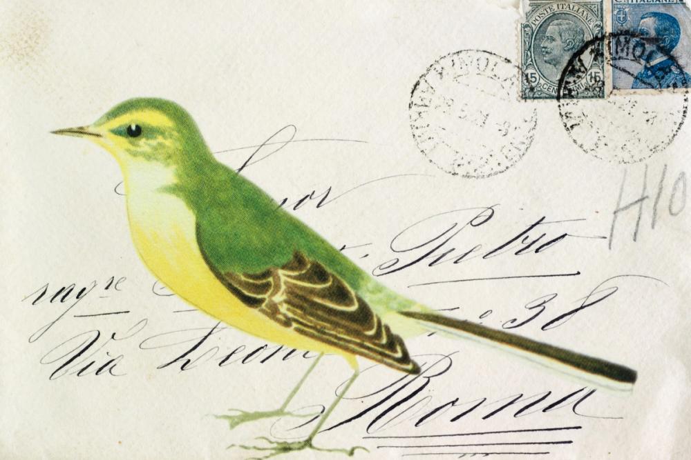 Yellow Wagtail