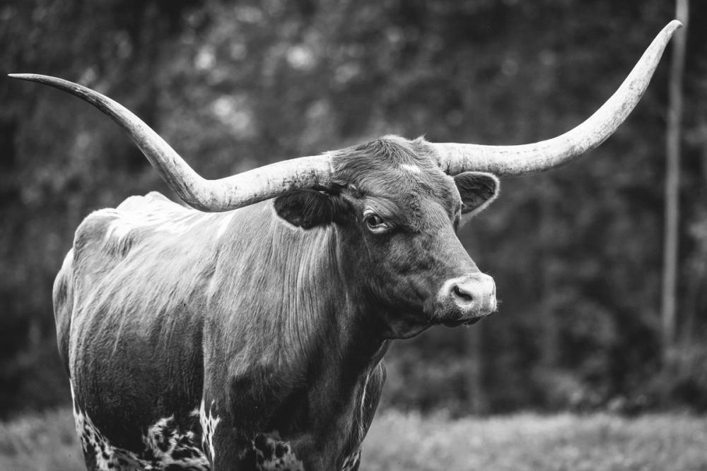 Longhorn Side Eye BW