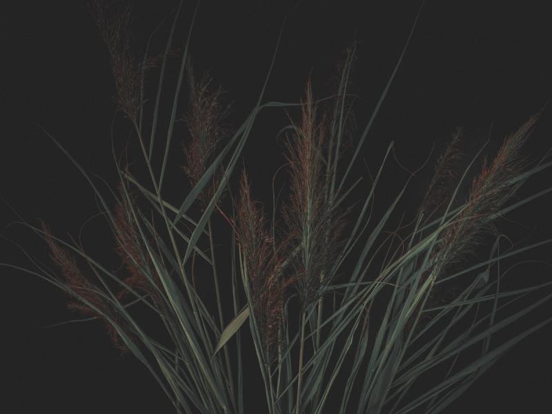 Dark Green Reeds Dark Reeds wallpaper mural 100% PVC-free and non-toxic