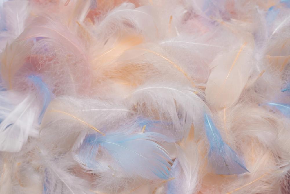 Feathers in Disguise