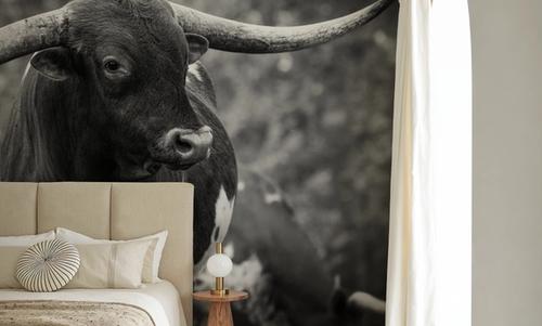 Longhorn Gaze I BW