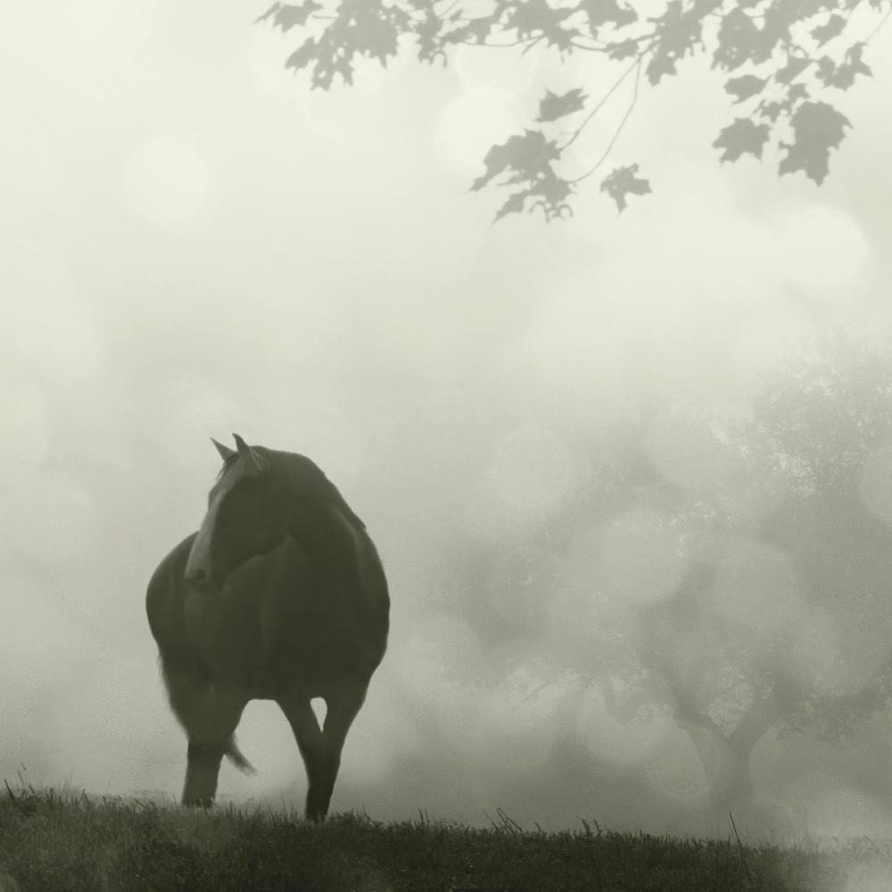 Morning Meadow Horses III