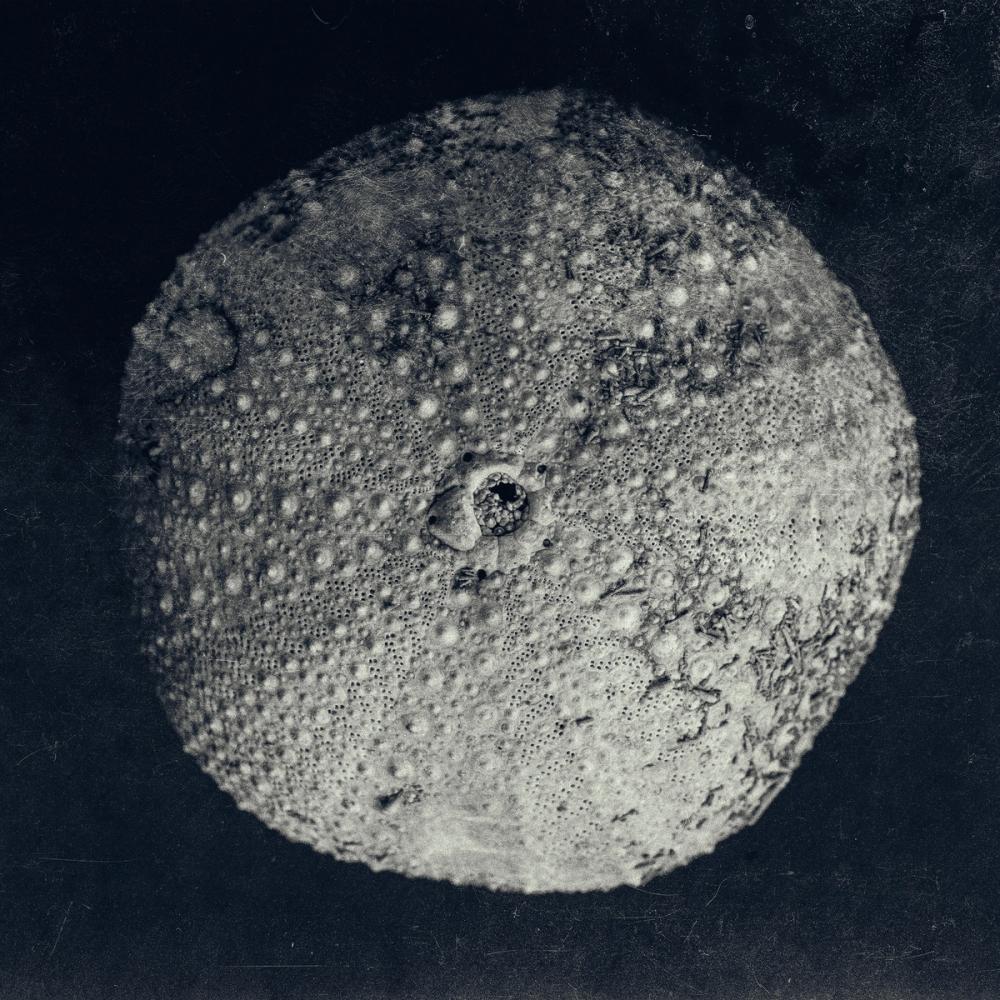 Urchin Still Life III