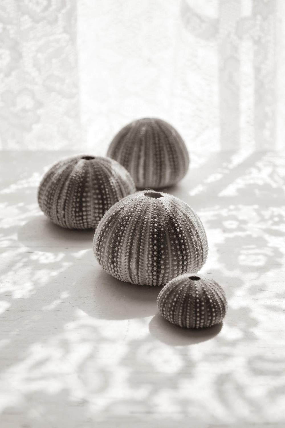 Urchins in Lace II