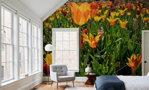 Vibrant Tulip Bloom