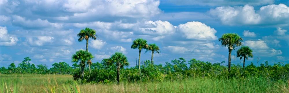 Big Cypress Swamp National Preserve