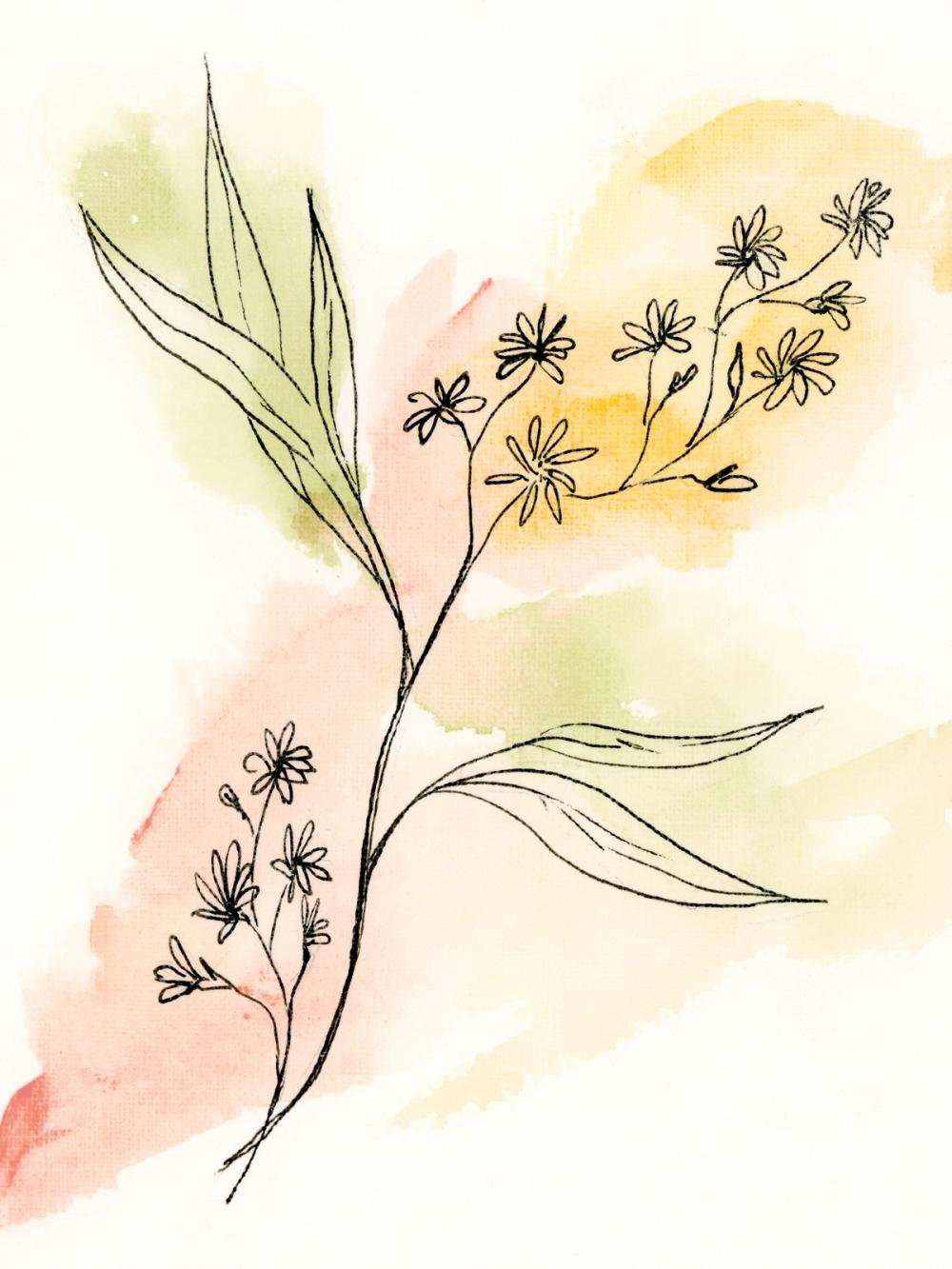 Illustrative Botanical I