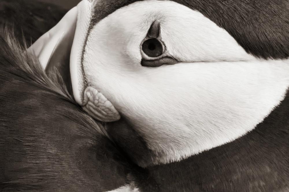 Atlantic Puffin Tucked BW
