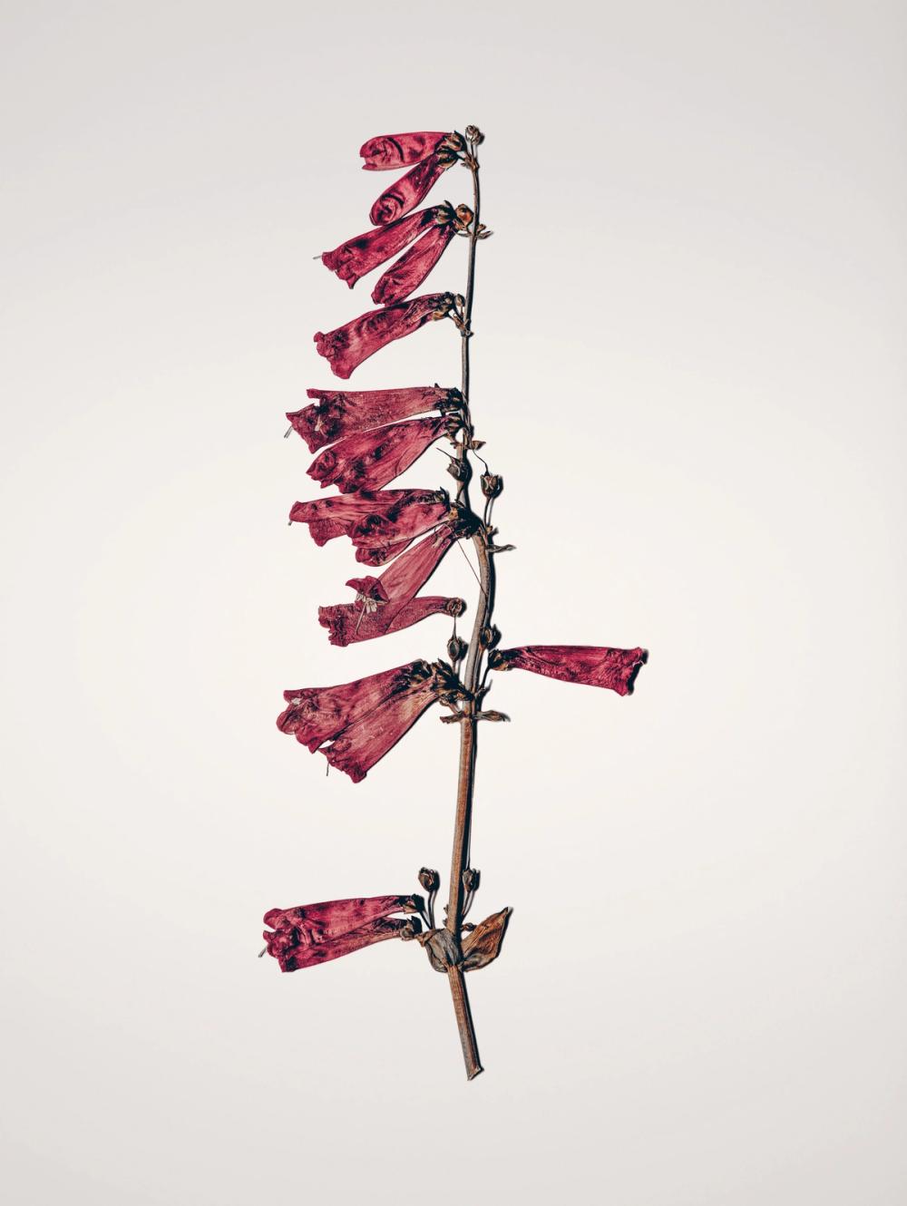 Field Journal Entry VII Color