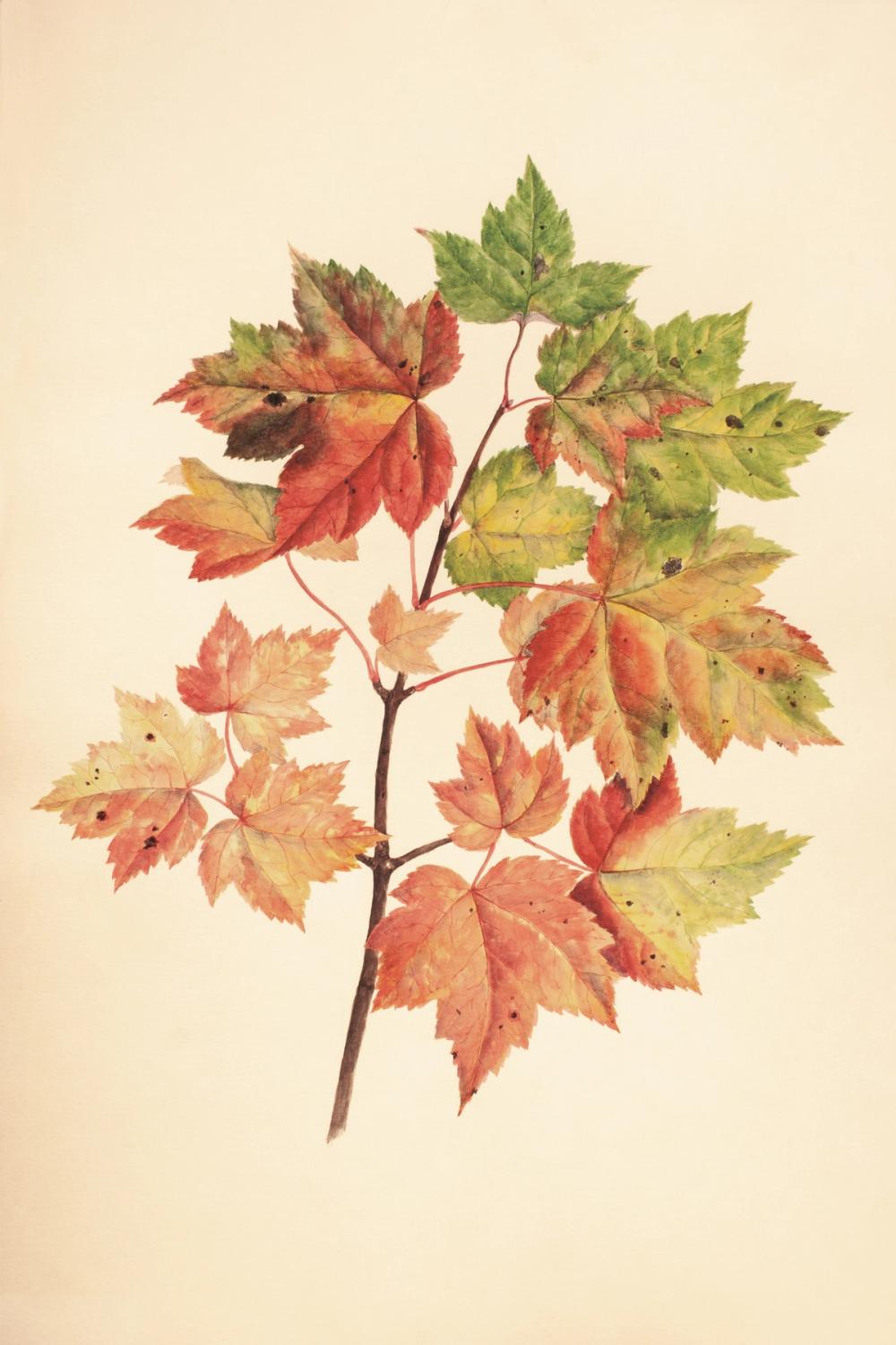 Fall Leaves II Muted