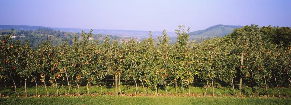 Abundant Orchard