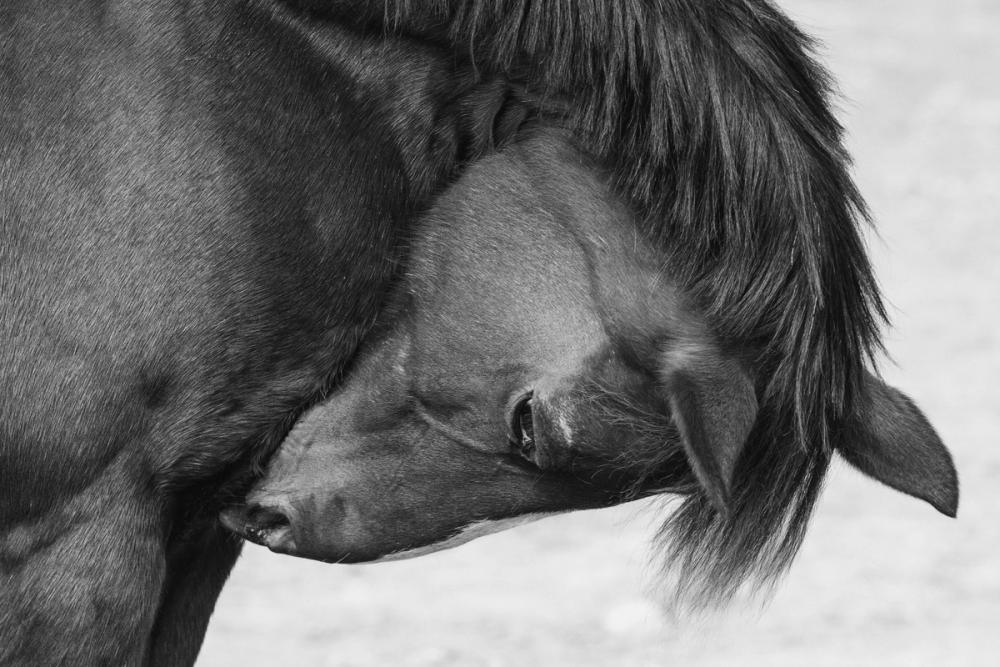 Warm Western BW