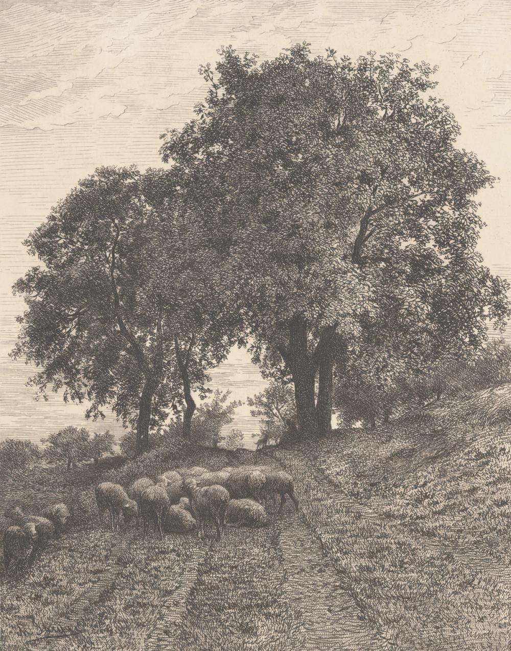 Sheep in the Shade