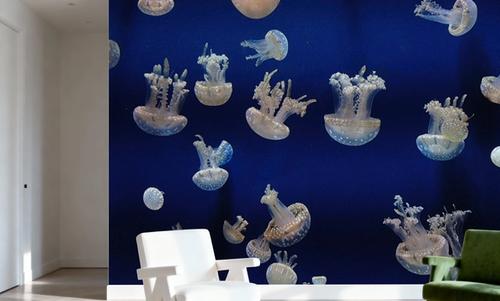 Jellyfish