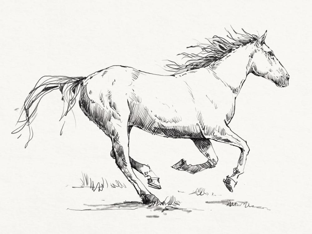 Gallop Sketch