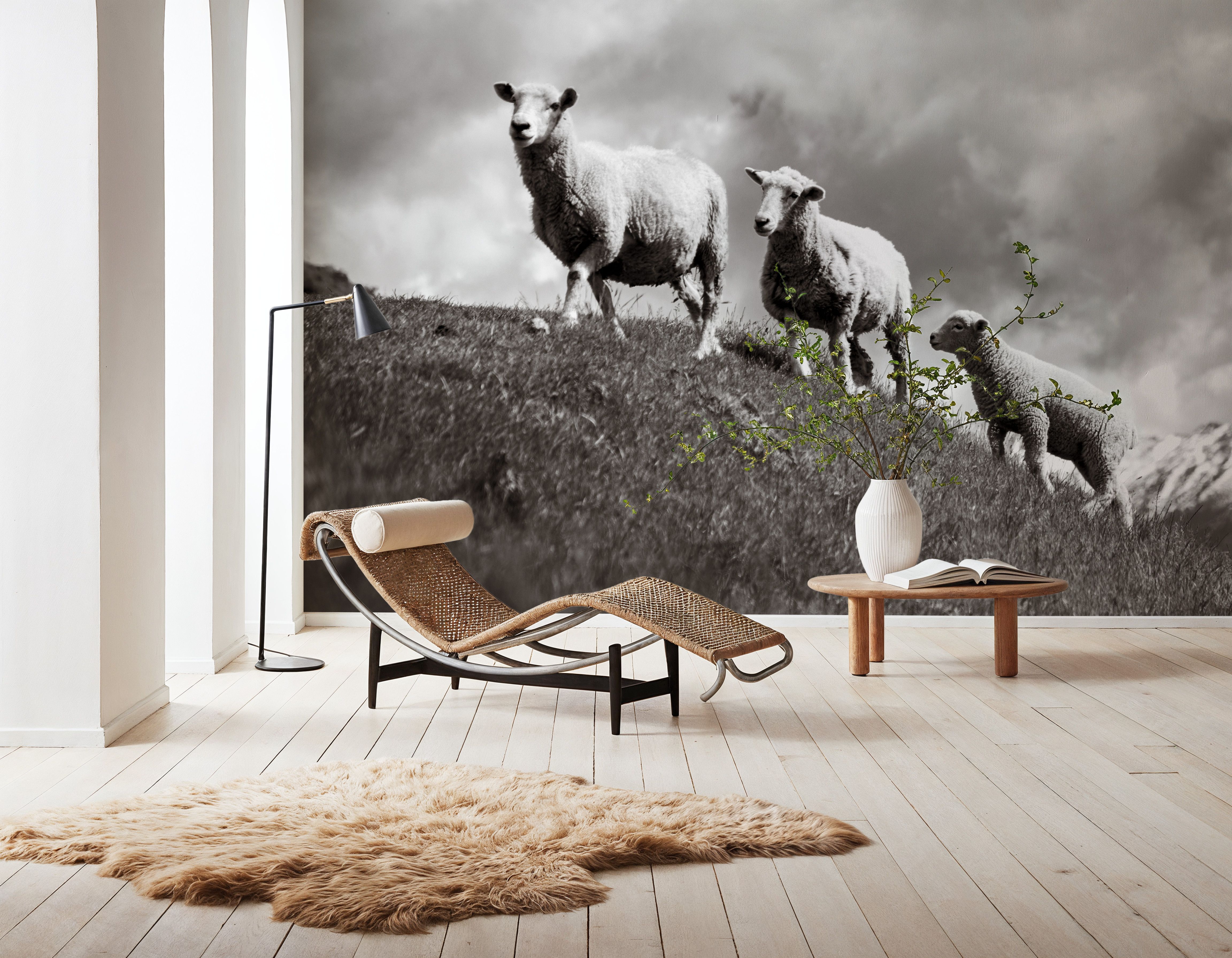 Wanaka Sheep IV