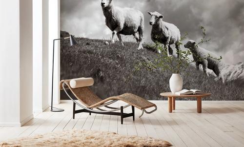 Wanaka Sheep IV