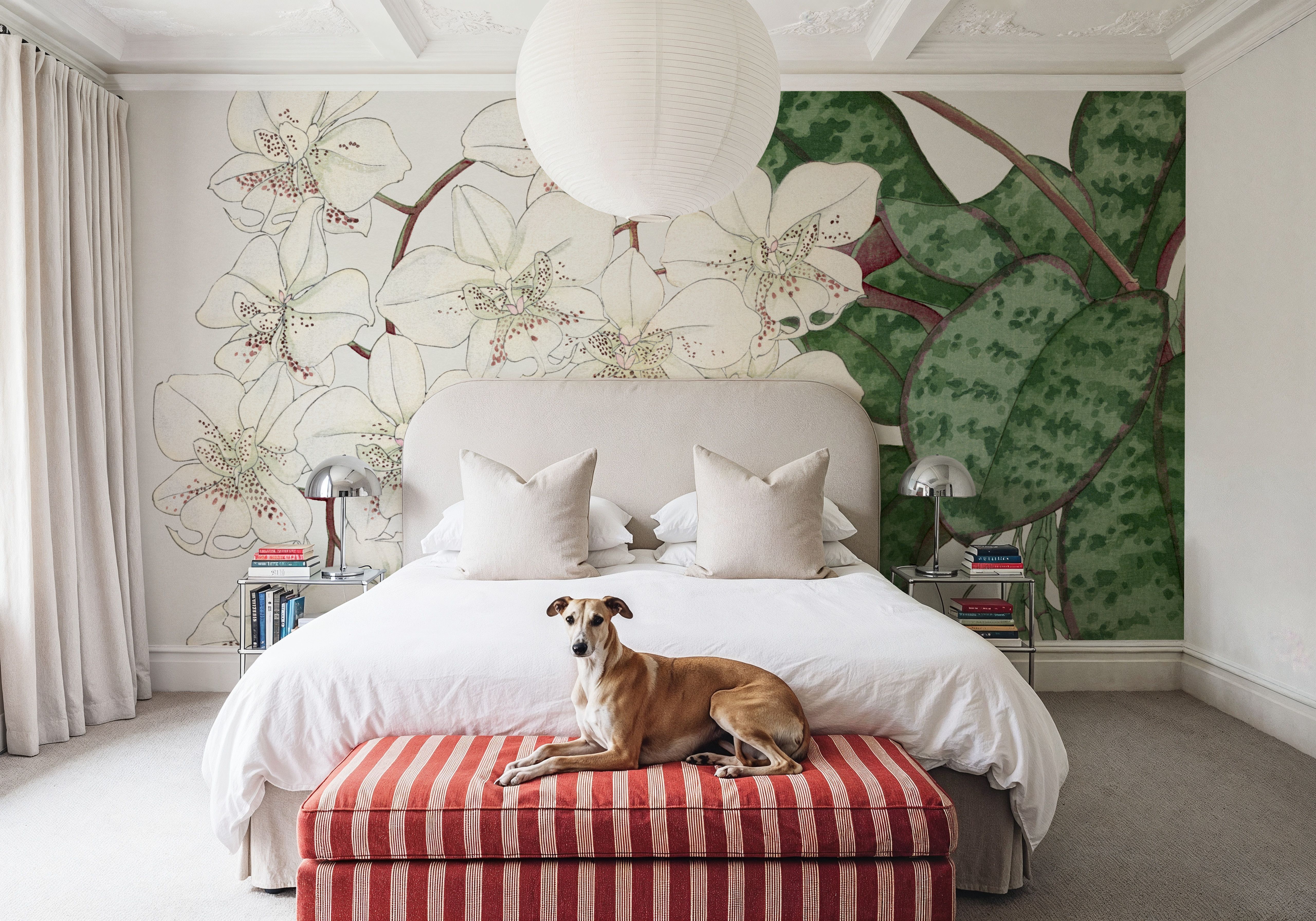 Tanigami Moth Orchid