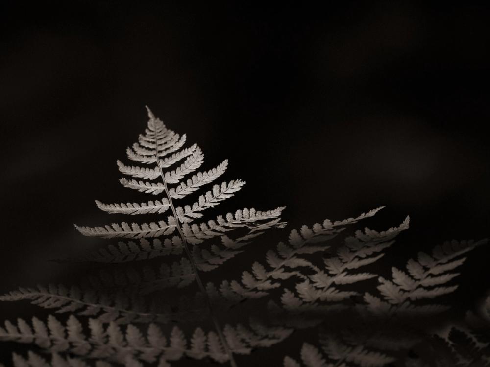 Forest Sunlight Sepia