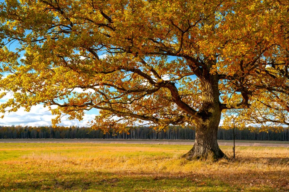 Golden Fall Tree Afternoon