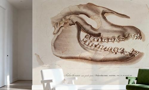 Palaeotherium Skull Illustrated