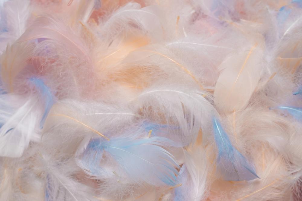 Feathers in Disguise