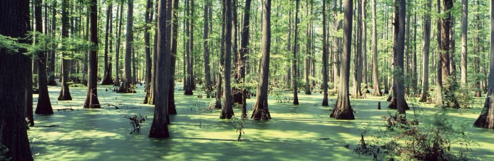 Emerald Swamp Reflection