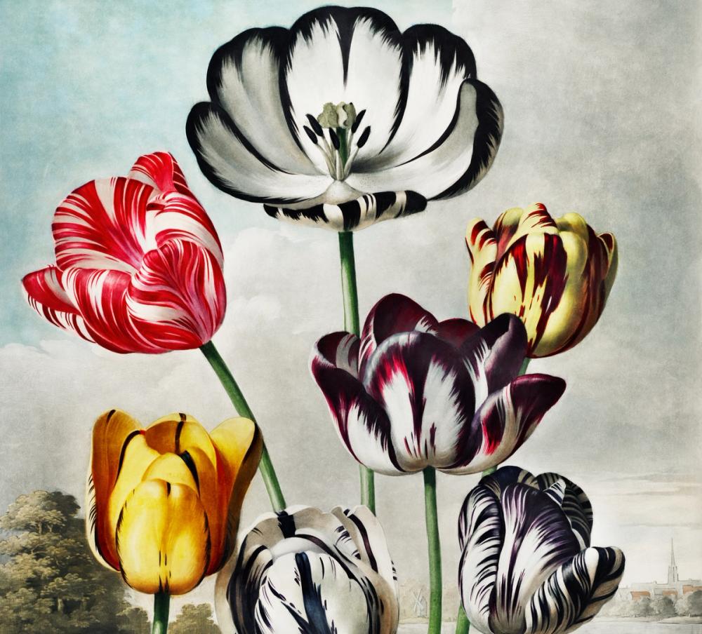 Temple of Flora Tulips