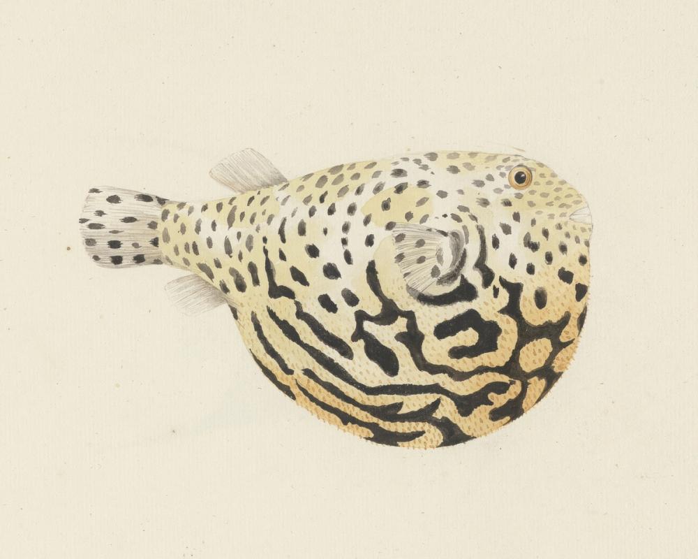 Starry Puffer