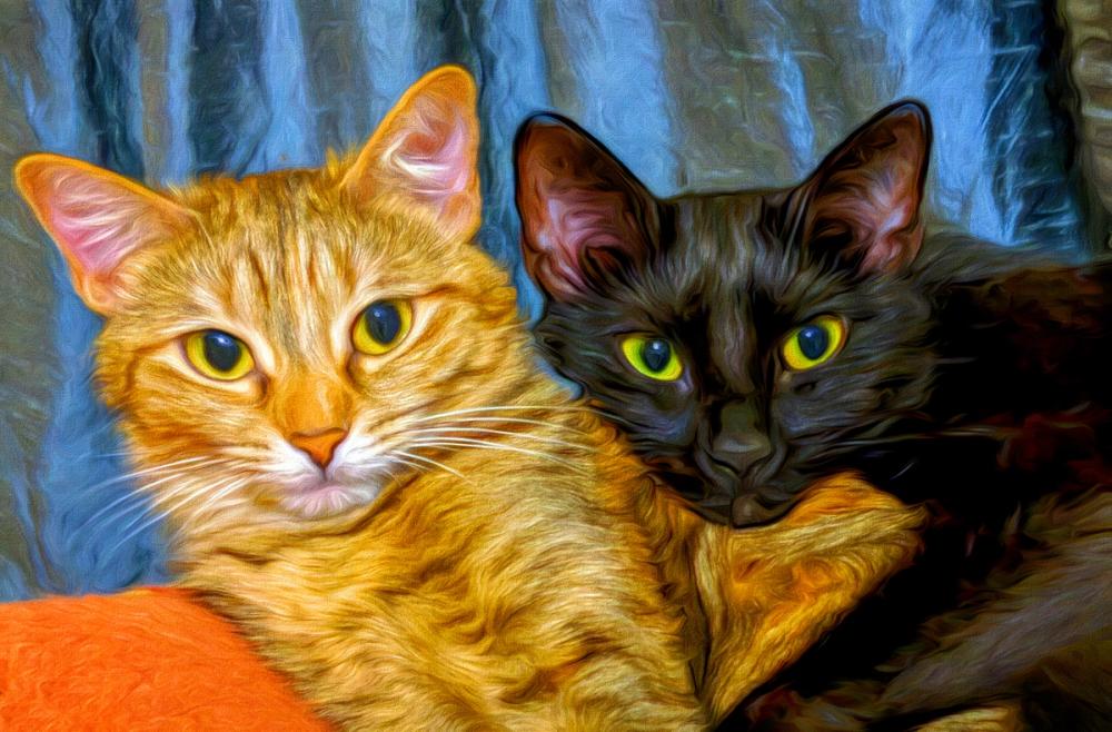 Best Friends Kittens