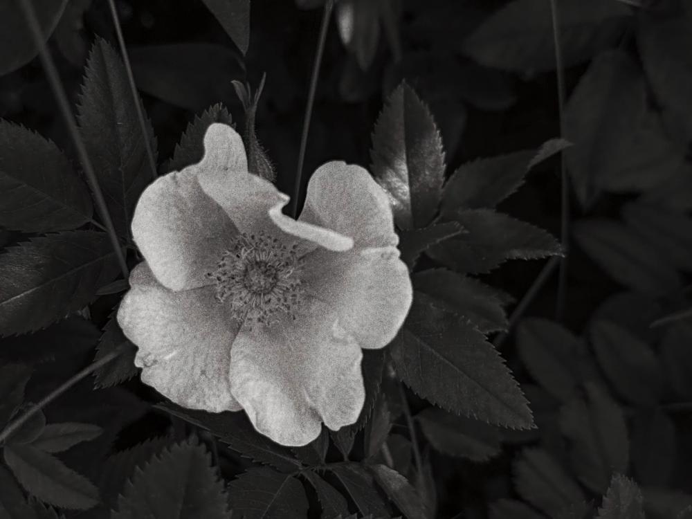 Wild Rose BW III