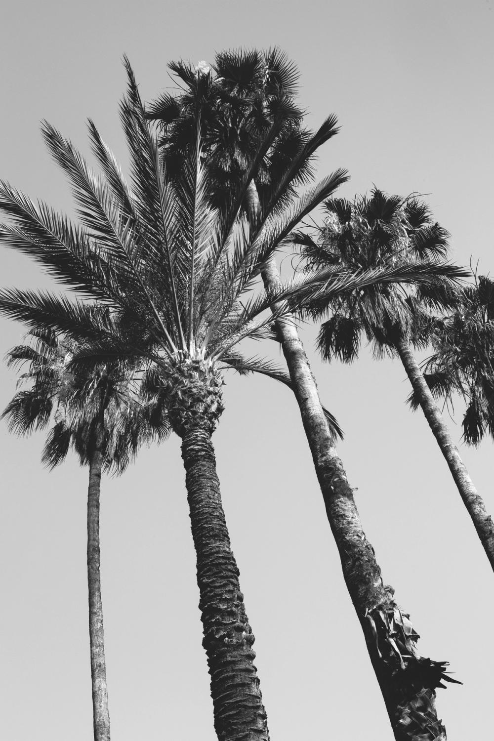Pink Palms II BW