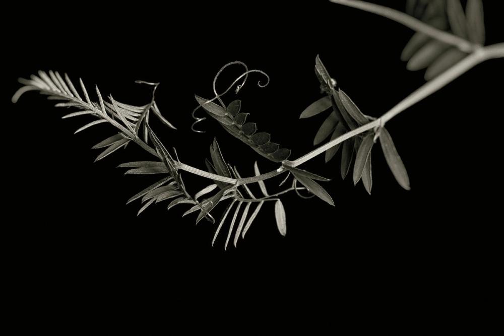 Invasive Beauty Redux BW II