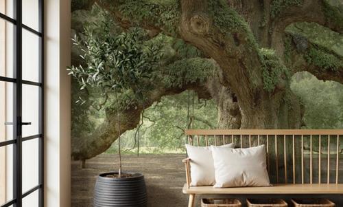 Angel Oak Tree