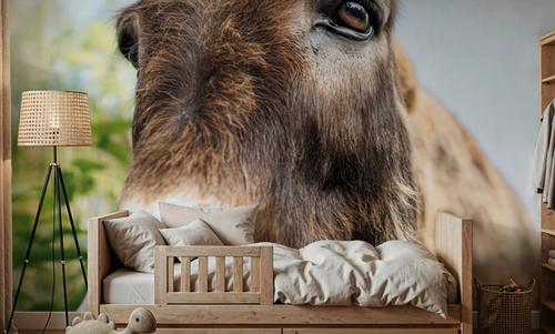 Donkey Pasture