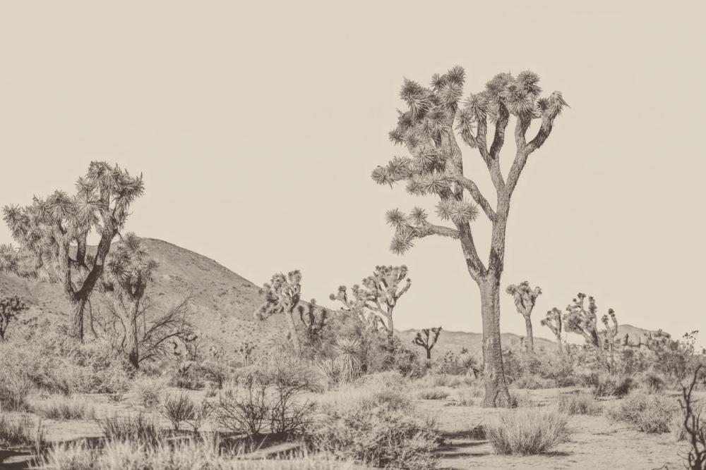 Joshua Tree(s)