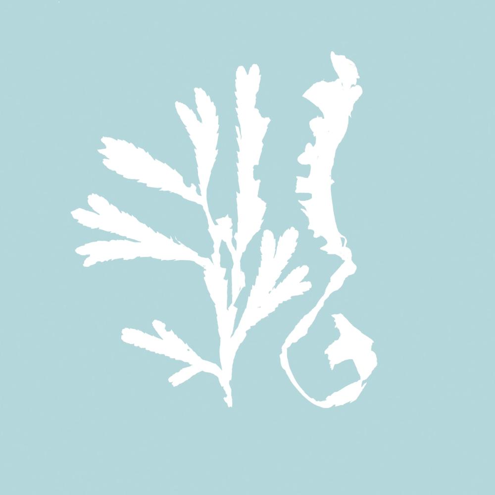 Seaweed II