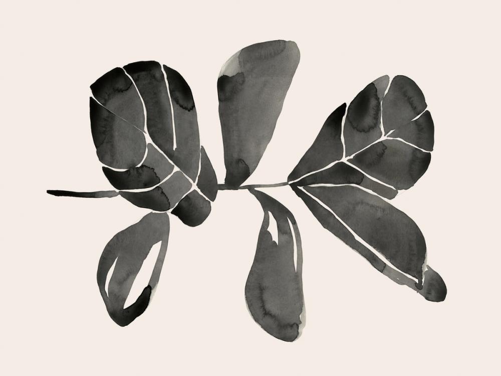 Fiddle Leaf III Cream