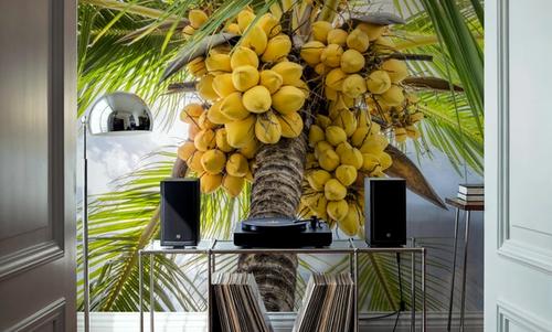 Fresh Coconuts