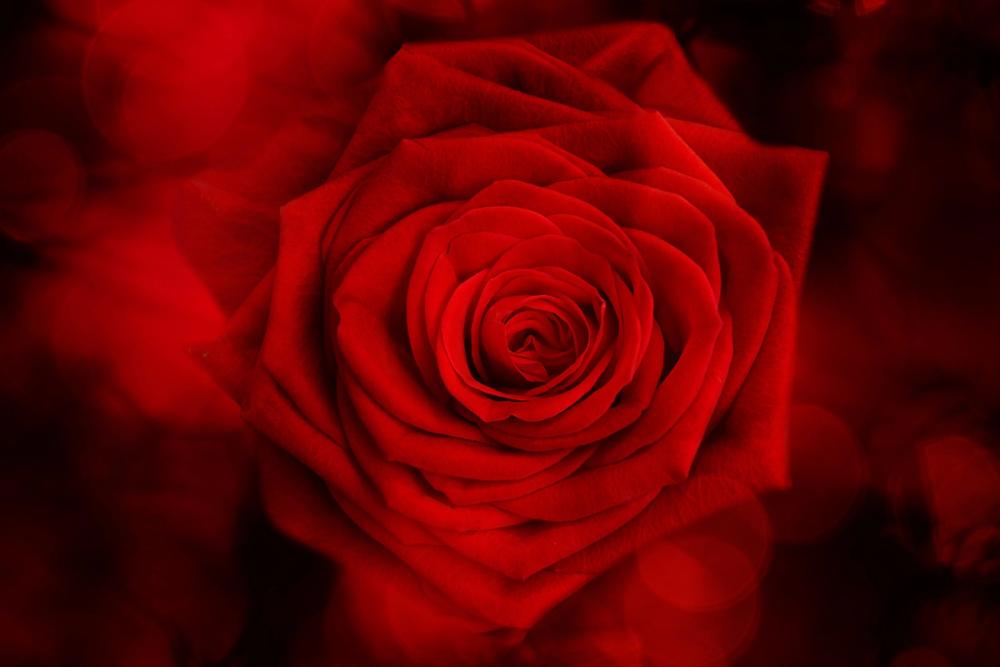 Velvet Rose
