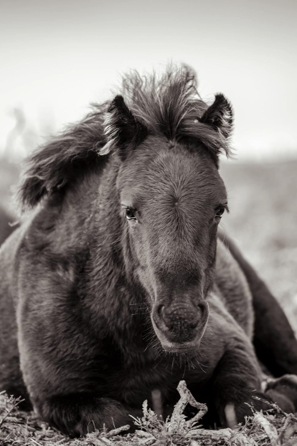 Wild Foal
